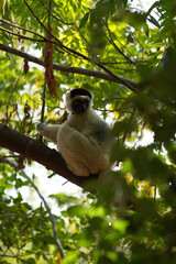 Verreaux's sifaka or white sifaka (propithecus verreauxi) is an endemic lemur of madagascar