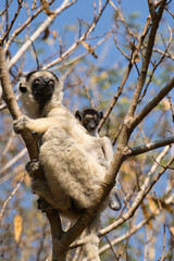 Verreaux's sifaka or white sifaka (propithecus verreauxi) is an endemic lemur of madagascar