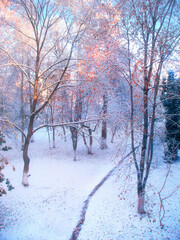 Winter picturesque landscape with snowy winter trees in the park in the early morning. Winter landscape in soft colors