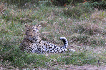 A lone leopard walks gracefully across the open grasslands of the Masai Mara, its sleek form and focused gaze capturing the untamed spirit of the African wilderness.
