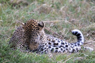 A lone leopard walks gracefully across the open grasslands of the Masai Mara, its sleek form and focused gaze capturing the untamed spirit of the African wilderness.