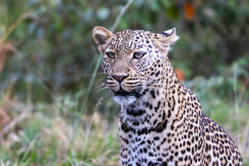 A lone leopard walks gracefully across the open grasslands of the Masai Mara, its sleek form and focused gaze capturing the untamed spirit of the African wilderness.