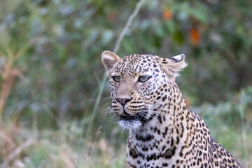 A lone leopard walks gracefully across the open grasslands of the Masai Mara, its sleek form and focused gaze capturing the untamed spirit of the African wilderness.