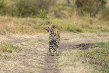 A lone leopard walks gracefully across the open grasslands of the Masai Mara, its sleek form and focused gaze capturing the untamed spirit of the African wilderness.