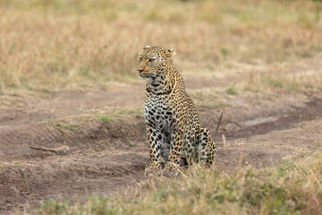 A lone leopard walks gracefully across the open grasslands of the Masai Mara, its sleek form and focused gaze capturing the untamed spirit of the African wilderness.
