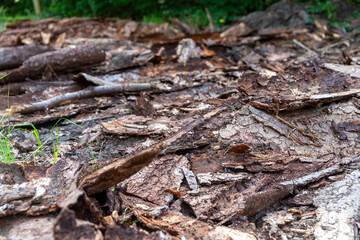 a lot of tree bark as the remains of an old wood store in the forest