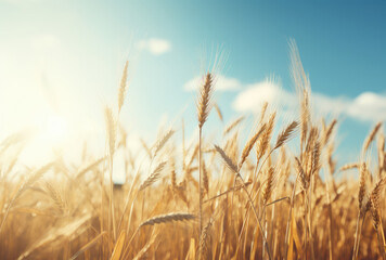 Obraz premium Bountiful Harvest: Golden Wheat Field In Sunlight