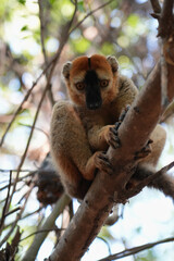 common brown lemur or hybrid at the west coast of madagascar