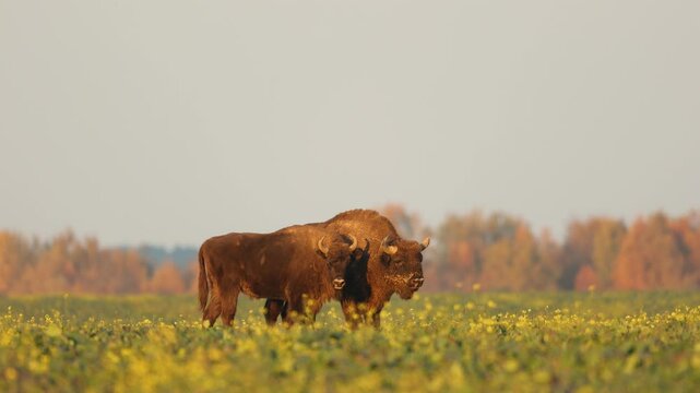 Mammals - wild nature European bison ( Bison bonasus ) Wisent bull standing on the autumn field sundown North Eastern part of Poland, Europe Knyszynska Primeval Forest