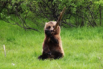 Brown Bear Sitting in Meadow Holding a Stick