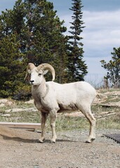 Wild Bighorn Sheep Standing in Mountain Landscape