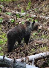 Young Bear Exploring Forest Floor