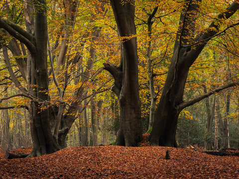 Autumn in Epping Forest
