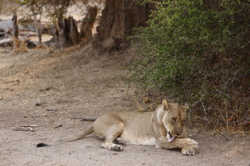 lion licking its paw under a tree