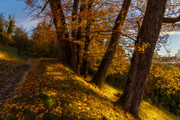 Obraz premium Ein Wanderweg im Herbst