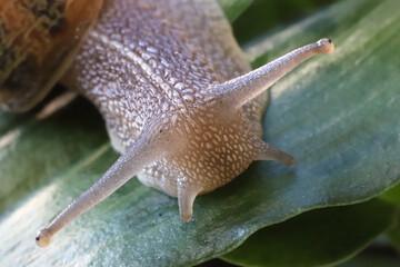 Closeup photography of a snail. Super macro detail. Animal invertebrate. Garden pest. Dark background with copy space.	
