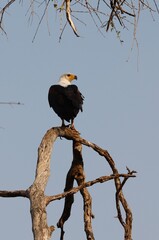 Eagle on branch looking for prey