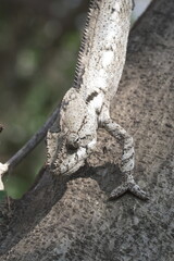 chameleon camouflages itself by adapting to the color and pattern of tree bark