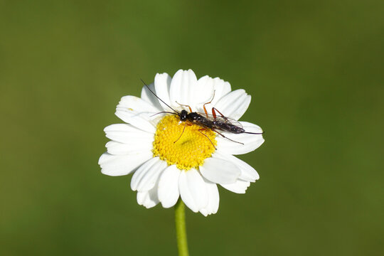 Small Ichneumon wasp probably Rhimphoctona, subfamilie Campopleginae, family Ichneumonidae on a flower of feverfew (Tanacetum parthenium), family Asteraceae. June