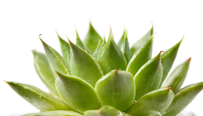 Fototapeta premium A detailed macro shot of a vibrant green succulent with striking red tips, accented against a clean white background. Ideal for nature, plant, and botany themes
