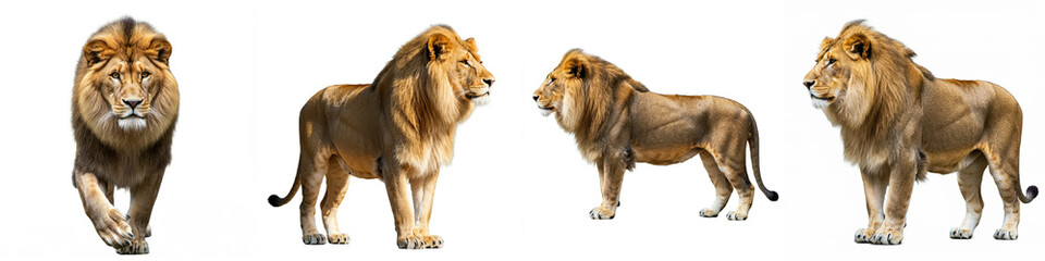 Obraz premium Lion Wild Life Animal Set, Isolated on A White Background