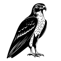 A detailed vector illustration of a majestic hawk standing prominently, showcasing its sharp features and distinctive markings, capturing the essence of this powerful bird of prey