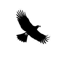 A majestic hawk soars gracefully against a blank expanse, showcasing its powerful wings and keen silhouette as it navigates through the sky, embodying freedom and agility