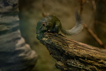 Northern Tana bred in captivity.
