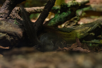 Northern Tana bred in captivity.
