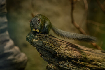 Northern Tana bred in captivity.
