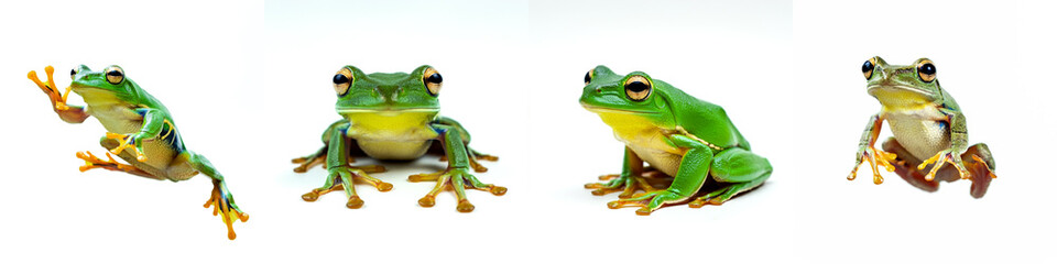 Tree Frog Wild Life Animal Set, Isolated on A White Background