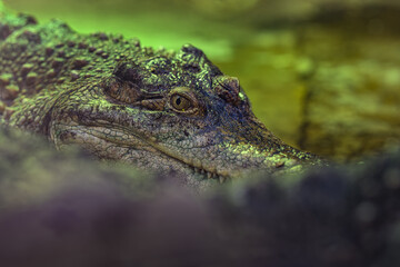 Close-up of a crocodile's eye.
