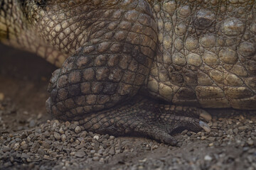 Close-up of a crocodile's hind leg.
