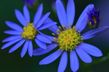 十五夜の時期に咲く薄紫の花