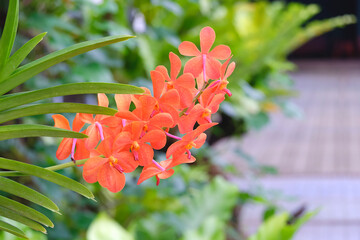 Colorful orange Vanda hybrid orchid bouquet are blooming with blurred background in home garden area, close up with copy space