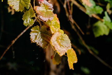 Dew-covered grape leaf with water droplets suspended in air against a dark background. Autumn wallpaper