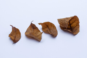 Dry or dead leaves on white background, Leaf texture, Clipping path, Autumn