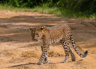 cheetah in the grass