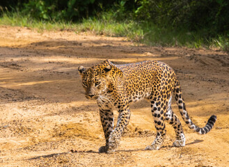 Sri Lankan cheetah at Willpaththu national park 