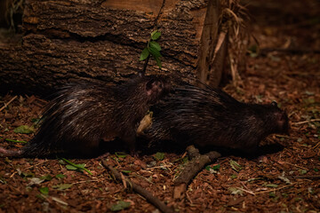 African hornbill two side by side.

