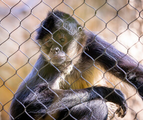 Mexican Spider Monkey looking through a fence at the zoo. Critically endangered in the rainforest of Central America. Sporting a long prehensile tail they are the largest of new world monkey species.