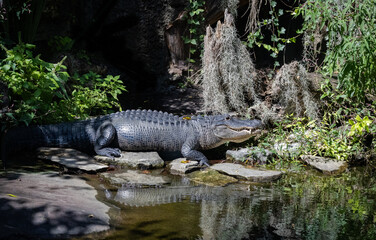 American Alligator basking at the zoo. Large alligator up to 15 feet and 1100 pounds native to Southeastern North America . Under protected status there are about 5 million left in the wild.