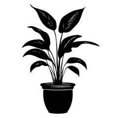 A beautiful peace lily plant displayed in a simple pot showcasing its elegant dark green leaves, enhancing home decor with a touch of nature and tranquility