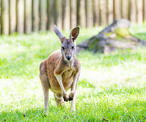 Juvenile Red Kangaroo in a zoo habitat. The largest marsupial in Australia at 6 feet tall and 100 lbs. They can run 40 mph and jump 10 feet high. They live about 8 years and 25 years in captivity.