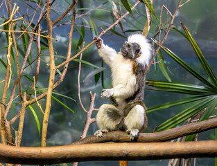 The Cotton-top Tamarin standing on a tree limb at the zoo. Found in the Rainforests of Columbia is a critically endangered new world monkey. Threatened by habitat loss and human activity.