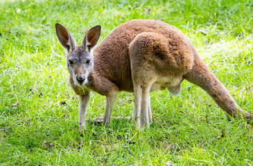 Juvenile Red Kangaroo in a zoo habitat. The largest marsupial in Australia at 6 feet tall and 100 lbs. They can run 40 mph and jump 10 feet high. They live about 8 years and 25 years in captivity.