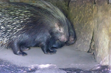 Cape Porcupine native to Central and South Africa housed at the zoo. They forage at night and are good swimmers. The largest of their species, can live up to 18 years, and sleep in tree hollows.