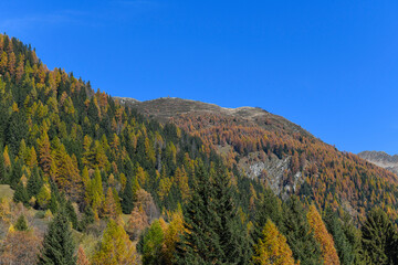 autumn landscape in the mountains, with yellow and orange larches and blue sky