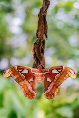 Fototapeta premium Atlas moth in forest