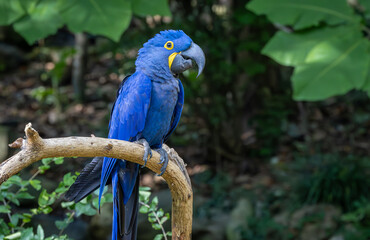 Hyacinth Macaw a meter long sitting on a branch at the zoo. A threatened species due to habitat loss and the pet trade. The largest of its species can live up to 50 years native to South America.